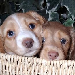 Dachshund Puppies from Stacie's Charming Doxies