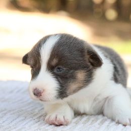 Luna - Gray and white female American Corgi puppy in Plains, Montana from Diamond Corgis