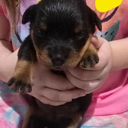 Girl 2 - Black and tan female Rottweiler puppy in San Antonio, Texas from HAUS OF RZA