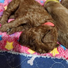 Red collar (Sherry) - Red  female Poodle puppy in Stephentown, New York from Creme de la Poodle, standard poodles