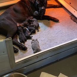 Girl 4 - Gray female Cane Corso puppy in Olympia, Washington from Grayling Dawn Cane Corso