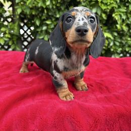 Maya - Dapple female Dachshund puppy in Temecula, California from Naomi Magee's Dachshund Kennel