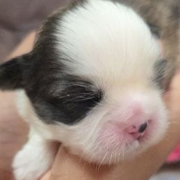 Carrie - Sable and white female Shih Tzu puppy in Kernersville, North Carolina from SweetTee's Shih Tzus LLC