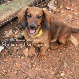 Cocoa - Dachshund