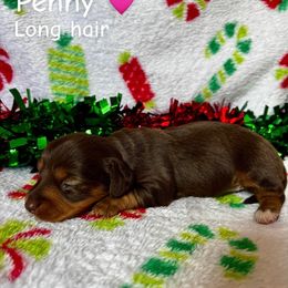 Penny - Chocolate and tan female Dachshund puppy in Aiken, South Carolina from State Eight Dachshunds