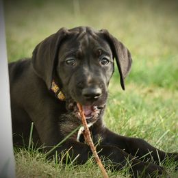 Great Dane Puppies from Kirk’s Dane Farm
