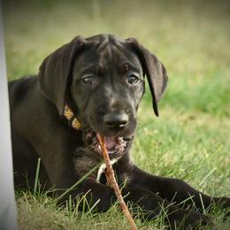 Great Dane Puppies from Kirk’s Dane Farm