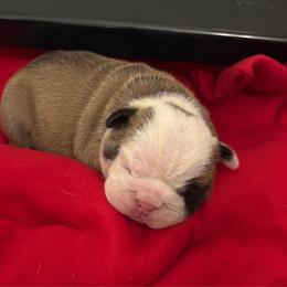 Minerva McGonagall - Red and white female Bulldog puppy in Krum, Texas from K & K Little Blessings