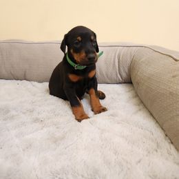 Green boy - Black and rust male Doberman Pinscher puppy in Leslie, Arkansas from Shakarri Irish Setters