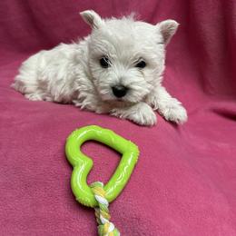 Girl 1 - White female West Highland White Terrier puppy in Scurry, Texas from Karen Williams's West Highland White Terriers
