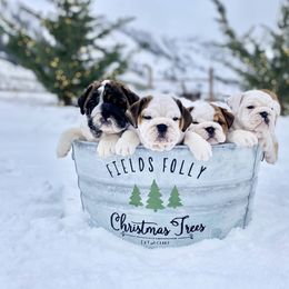 Bulldog Puppies from Fields’ Folly