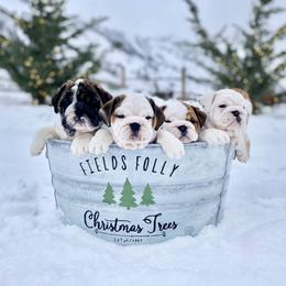 Bulldog Puppies from Fields’ Folly