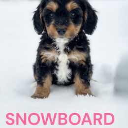 Snowboard - Phantom female Goldendoodle puppy in Vacaville, California from Dillon Doodles