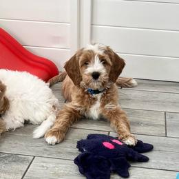 Blue Collar Male - Red  male Goldendoodle puppy in Bradenton, Florida from Suncoast Goldendoodles