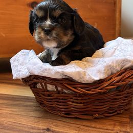Cavalier King Charles Spaniel and Cavapoo Puppies from Cavaliers of Windsor