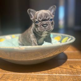 Peep - Brindle French Bulldog puppy in Shields, Michigan from Mid-Michigan Frenchies