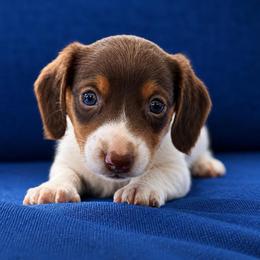 Aston - Piebald male Dachshund puppy in Greenup, Kentucky from Tygart Creek Dachshunds