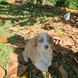 Small mini Survivor - Brown merle male Aussiedoodle puppy in Doerun, Georgia from Twig & Tail Puppies