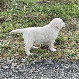Golden Retriever All Grown Up from Amberidge Golden Retrievers