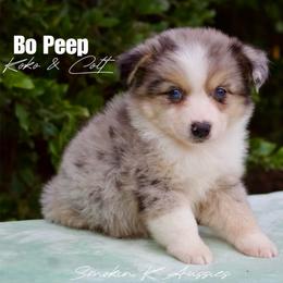 Bo Peep - Blue merle female Australian Shepherd puppy in Grapeland, Texas from Smokin K Aussies