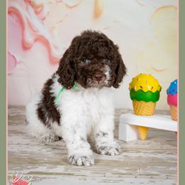 Luca - Brown and white male Cockapoo puppy in Connersville, Indiana from Deaz Doodle Ranch