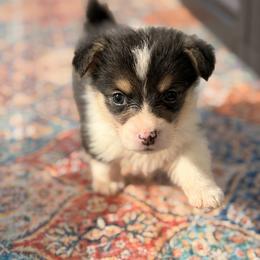 Koby - Black and tan male Pembroke Welsh Corgi puppy in Snellville, Georgia from Laur's Classic Corgis