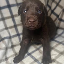 Boy 7 - Chocolate male Labrador Retriever puppy in Disputanta, Virginia from Powells Creek Retreivers