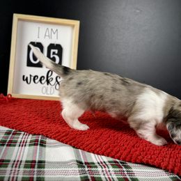 Dachshund Puppies from Queen of Weens Dachshunds