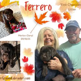 Ferrero - Chocolate male Labrador Retriever puppy in Eaton Rapids, Michigan from Higher Ground Labradors