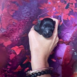 Monk - Black male Pomeranian puppy in Uniontown, Pennsylvania from Oh So Sassy Poms