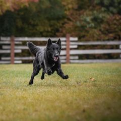 Belgian Sheepdog All Grown Up from Isengard