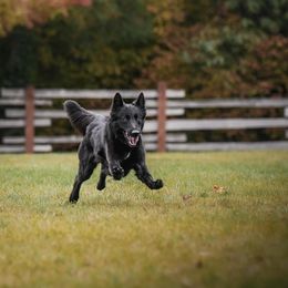 Belgian Sheepdog All Grown Up from Isengard