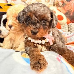 Lychee - Merle female Cavapoo puppy in Dickerson, Maryland from Pawsome Aussie Doodles and Oodles