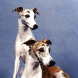 Whippets from Karasar Whippets