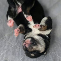 AKC Buddy - Black and tan male Shiba Inu puppy in Jensen Beach, Florida from ScrapiShibas