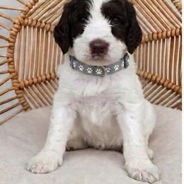 Grey Collar girl (Sagebrush) - Parti female Labradoodle puppy in Granite Falls, North Carolina from Carolina Goldendoodles
