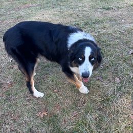 Gypsy - Australian Shepherd