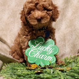 Australian Labradoodle Puppies from Llewellyn's Grove Labradoodles