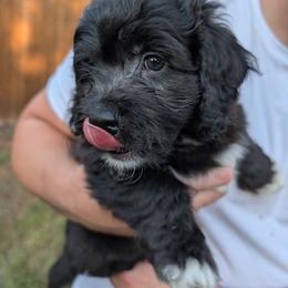 Alder - Black and white male Saint Berdoodle puppy in Garland, Texas from Brewer's Doodles and French Bulldogs