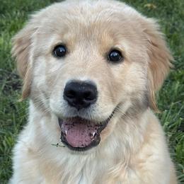 Golden Retriever and Pembroke Welsh Corgi Puppies from Shire Springs Kennels