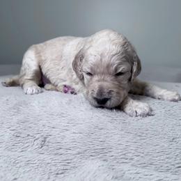 Meadow (Purple Collar) - Cream female Poodle puppy in Monroeville, Pennsylvania from K & A Standard Poodles