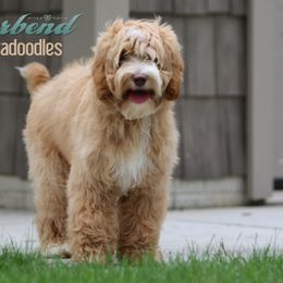 Australian Labradoodle Puppies from Forest Hill Labradoodles