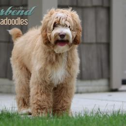 Australian Labradoodle Puppies from Forest Hill Labradoodles