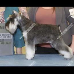 Mavis - Miniature Schnauzer