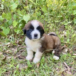 Girl 6 Lyndsey - Mahogany and white female Saint Bernard puppy in Albany, Georgia from Magnolia Saint Bernards