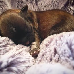 Shih Tzu Puppies from Sun Shih Tzu