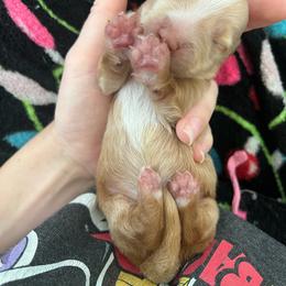 MOTORHEADS ARLO - Piebald male Dachshund puppy in Yucaipa, California from Motorhead Dachshunds