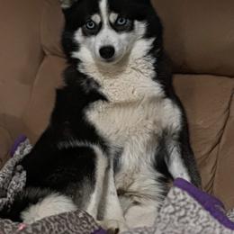 Sedna - Black and white female Pomsky puppy in Whittier, California from Legendary Pomskies