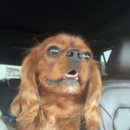 Woodrow - Cavalier King Charles Spaniel