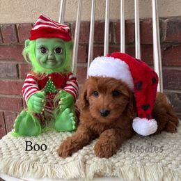 Boo - Red  female Goldendoodle puppy in Herriman, Utah from Gypsi Doodles & Poodles LLC.